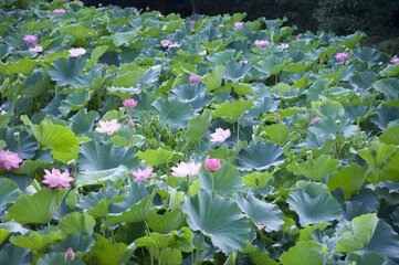 Ancient Origin Lotus