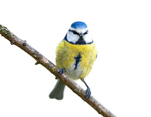 Fototapeta premium Stylized Blue Tit Perching in Garden Scene, Isolated PNG Clipart