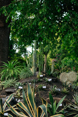 A diverse collection of cacti and succulents grows in a curated garden under lush green trees
