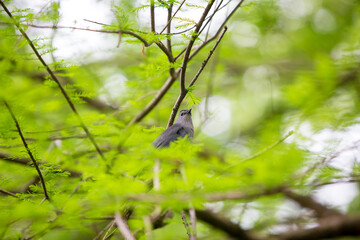 A Gray Catbird perched in a Baldcypress tree