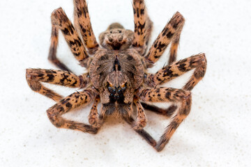 A large Fishing Spider, deceased with legs folded