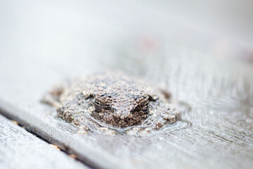 A Gray Treefrog lying flat on a deck outdoors in the rain