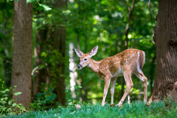 Fototapeta premium A young White-tailed Deer fawn standing in the forest