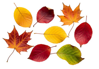 Fototapeta premium Vibrant autumn leaves in a variety of colors against a stark black background, showcasing the beauty of fall foliage.