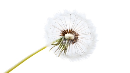 Close-up of a Dandelion Seed Head with a White Background
