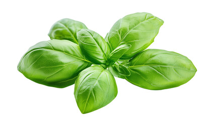 Fototapeta premium A bunch of green leaves of basil