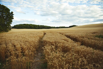 A wheat field on a farm at sunset in Ontario, Canada. © Erika Norris