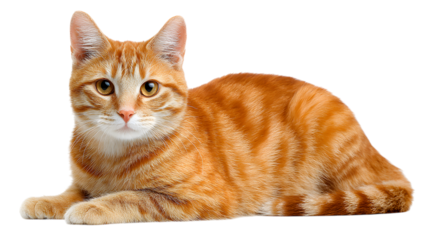 Adorable Orange Tabby Cat Lying Down with White Background