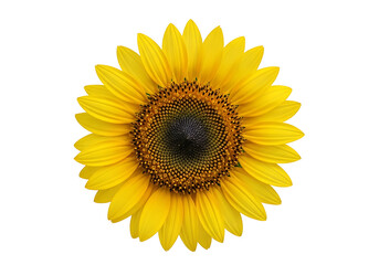 A vibrant sunflower blossoms against a striking black backdrop, showcasing its bright yellow petals and intricate seed-filled center.