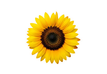 Fototapeta premium Vibrant yellow sunflower blossoms beautifully highlighted against a stark black backdrop.