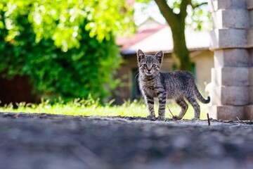 cat in the garden