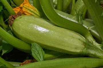 Close-up of a zucchini on a garden bed. The fruit of a zucchini is a pumpkin on a background of green shoots and leaves. Vegetable cultivation, organic farming, home garden and vegetable garden.