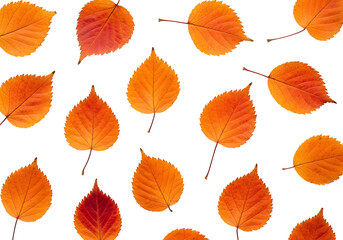 Obraz premium Vivid autumn leaves create a beautiful, symmetrical pattern against a striking black background.