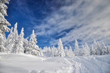 snow covered trees in the mountains