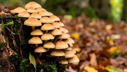 Mushroom cluster on mossy stump in autumn forest nature scenery