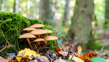 Mushroom cluster growing on mossy stump in forest during autumn season