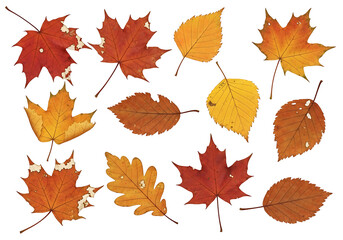 Vibrant autumn leaves in various shades of orange, red, and yellow, scattered against a stark black backdrop, showcasing the beauty of fall foliage.