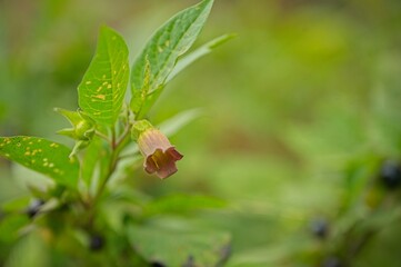 Belladonna flower in the thuringian forest in summer