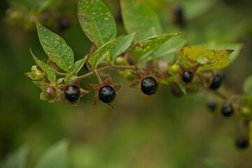 Belladonna fruits in the thuringian forest in summer