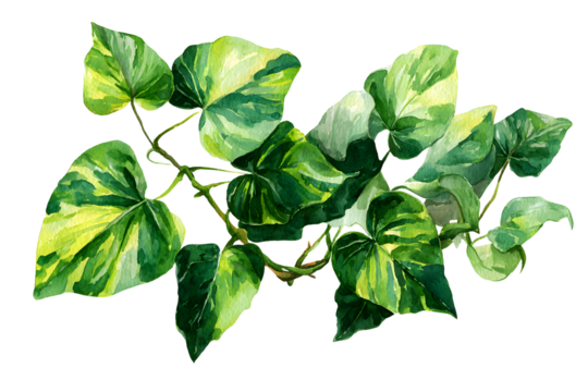 Watercolor painting of gren ivy leaves isolated on tansparent background. Watecolor hand painted illustrtion. Tropical plants for eautiful design. 