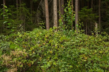 Belladonna bush with ripe fruits in the thuringian forest in summer
