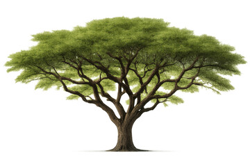 Obraz premium Large acacia tree with green leaves on transparent background