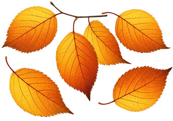 Fototapeta premium Vibrant autumn leaves, showcasing intricate detail and warm hues against a dark backdrop.