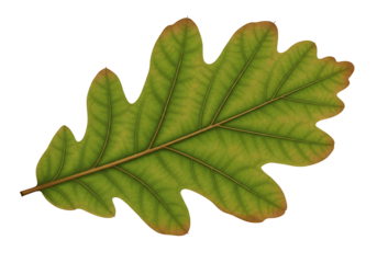 A detailed close-up view of a vibrant green oak leaf, showcasing intricate veins and a subtle reddish-brown coloration along the edges against a stark black background.