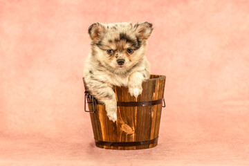 Adorable merle Chihuahua puppy sitting in a wooden bucket on pink background