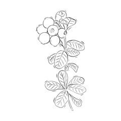 Hand drawn lingonberry sketch vector illustration