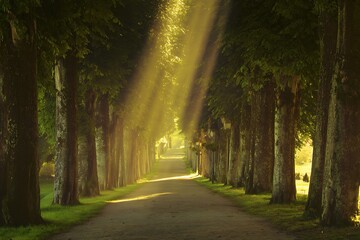 Obraz premium Pathway lined with trees and light