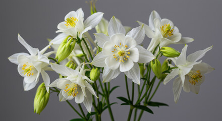Obraz premium Delicate white orchid blossoms with green accents and buds against a subtle gray backdrop