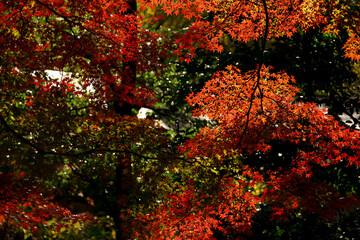 Background material photo of Japanese maple with autumn leaves