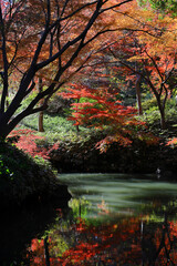Autumn leaves of japanese maples covering a small pond