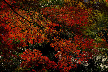 Background material photo of Japanese maple with autumn leaves