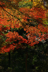 Background material photo of Japanese maple with autumn leaves
