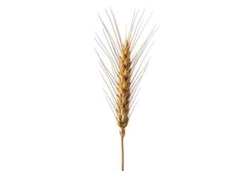 A single, golden wheat ear stands out against a pure black backdrop.