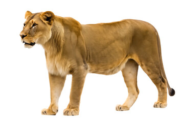 Obraz premium Lioness standing profile on background isolated on a transparent background big cat
