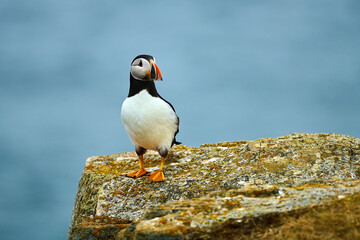 Puffin at viewing site in Elliston, Bonavista Peninsula, Newfoundland, Canada