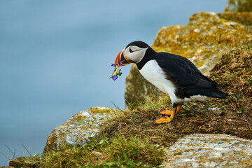 Puffin with Wild Iris at Elliston, Bonavista Peninsula, Newfoundland, Canada