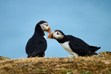 Two Puffins displaying 