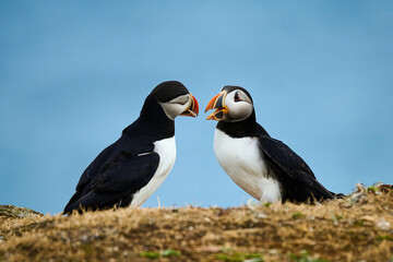 Two Puffins displaying 