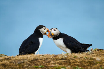 Two Puffins displaying 