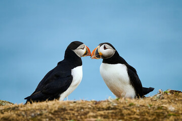 Two Puffins displaying 