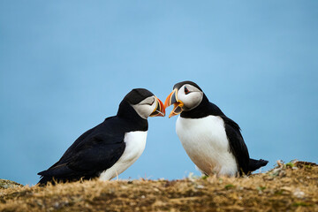 Two Puffins displaying 