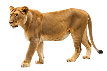 Obraz premium Lioness standing alert on background isolated on a transparent background female lion
