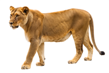 Lioness standing alert on background isolated on a transparent background female lion