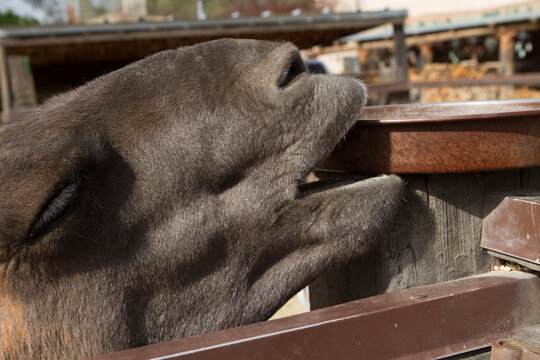 Donkey biting plate