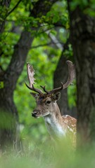 Naklejka premium Deer in forest