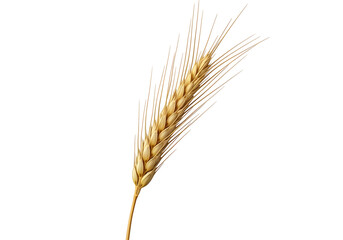 Fototapeta premium A single, golden wheat ear stands out against a pure black background, showcasing detailed texture and vibrant color.